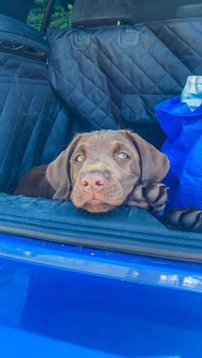 Foto Challenge Thema "Hunde im Auto"-Beitrag-Bild