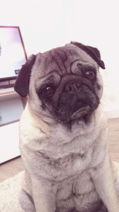 Unsere Fellnasen im Regenbogenland-Beitrag-Bild