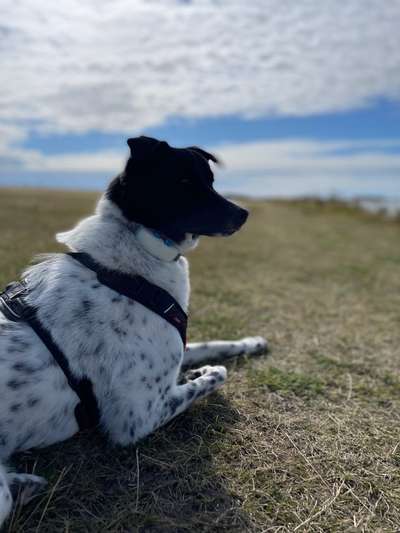 Hundetreffen-Social Walk-Bild