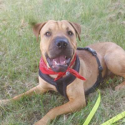 Hundetreffen-Treffen zum Gassi gehen-Bild