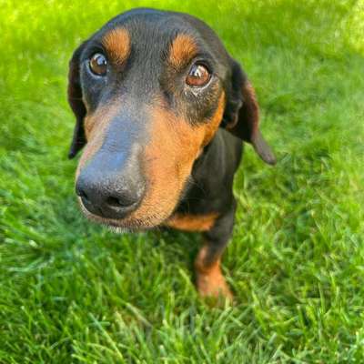 Hundetreffen-Hundekumpels für Gassirunde in Kirchrode gesucht-Bild