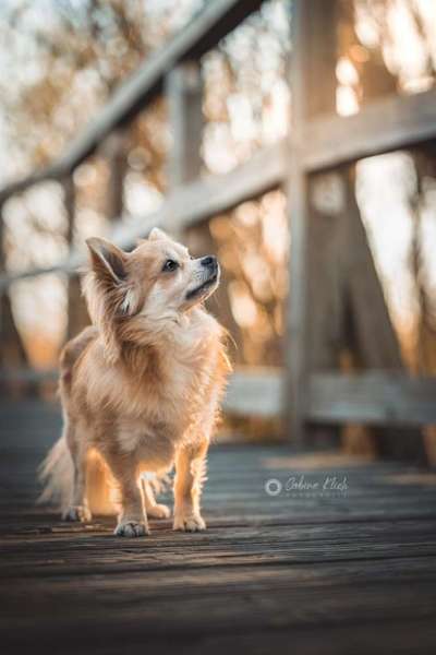 Wo sind die Chihuahua Besitzer ?-Beitrag-Bild