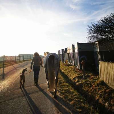 Hundetreffen-Gassi- und Spielrunde für einen Wirbelwind-Bild