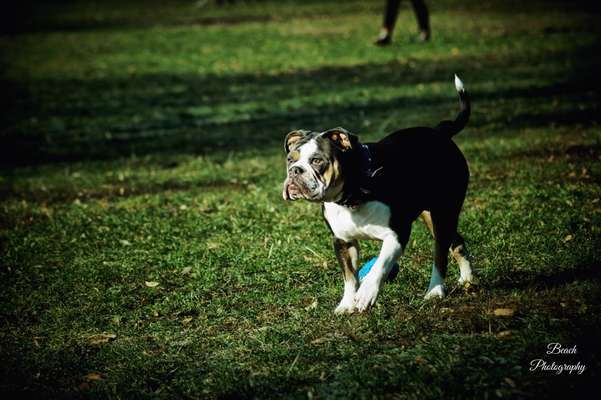 Challenge 23 : "  Euer Hund beim Frühlingserwachen "-Beitrag-Bild
