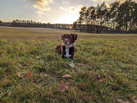 Mischlinge raten - Rätselspaß-Beitrag-Bild