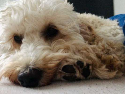 Zeigt mir die tollste Nahaufnahme von eurer Fellnase-Beitrag-Bild