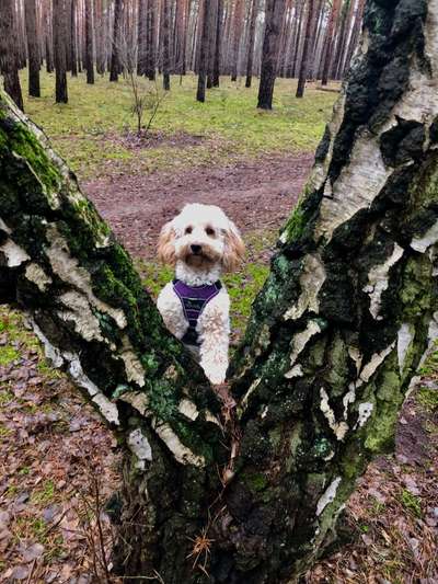 Alles rund um den Pudel-Beitrag-Bild