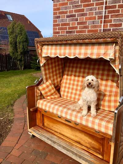 Dogorama Photo Challenge - Der Frühling kommt-Beitrag-Bild