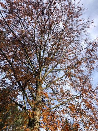 Die wunderschöne Welt mit Hund.-Beitrag-Bild