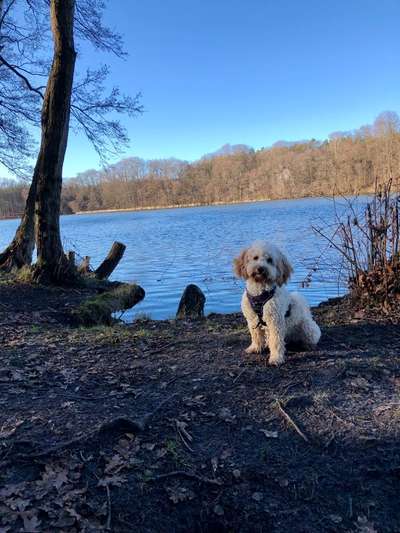 Die wunderschöne Welt mit Hund.-Beitrag-Bild