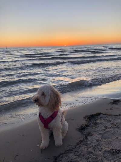 Die wunderschöne Welt mit Hund.-Beitrag-Bild