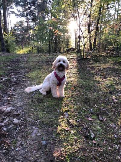 Alles rund um den Pudel-Beitrag-Bild