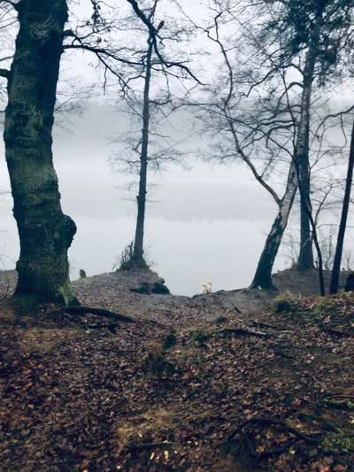 Die wunderschöne Welt mit Hund.-Beitrag-Bild