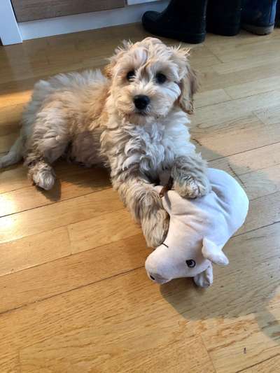 Der Lieblingsplüschi eures Vierbeiners-Beitrag-Bild