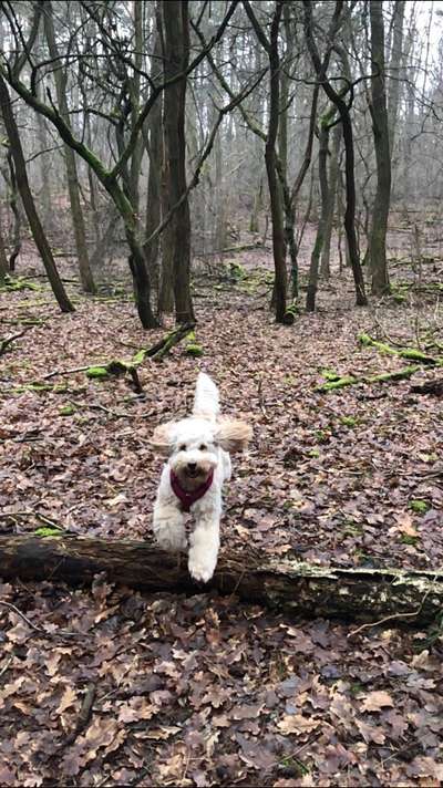 Fotochallenge 66 ~ Rennaction -Zeig deinen Hund im Lauf-Beitrag-Bild