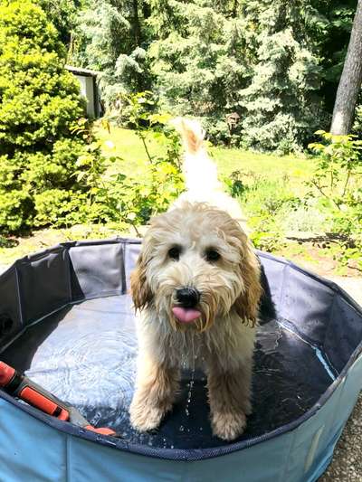 Fotochallenge Nr. 59 - Mein Hund zeigt die Zunge-Beitrag-Bild