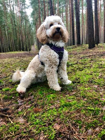 Die wunderschöne Welt mit Hund.-Beitrag-Bild