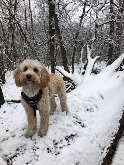 Schnee Foto-Beitrag-Bild