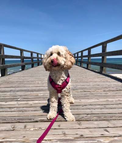 Dogorama Photo Challenge - Brücken-Beitrag-Bild