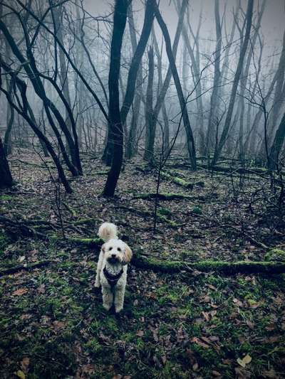 Die wunderschöne Welt mit Hund.-Beitrag-Bild