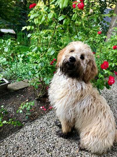 FOTOCHALLENGE 72 - Glücklicher Hund im Schmuddel-Look-Beitrag-Bild