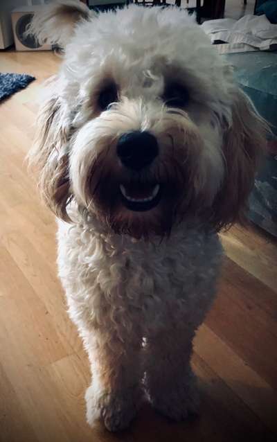 Dogorama Photo Challenge - Einmal lächeln bitte-Beitrag-Bild