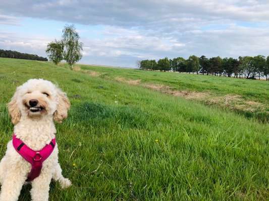 Die wunderschöne Welt mit Hund.-Beitrag-Bild