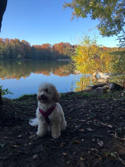 Alles rund um den Pudel-Beitrag-Bild