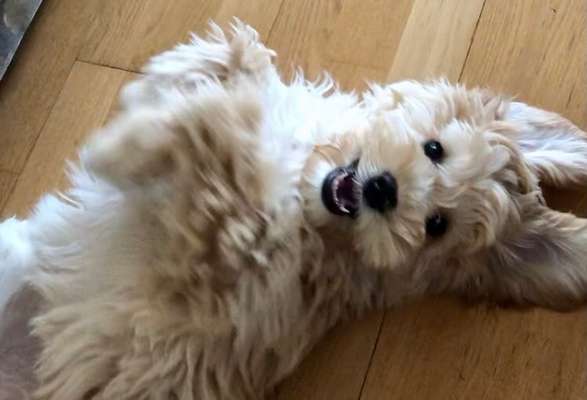 Fotochallenge 60 ~ Verrückt - Zeigt die lustigsten und verrücksten Bilder von euren Hunden-Beitrag-Bild