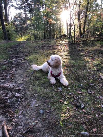 Wald Bild-Beitrag-Bild