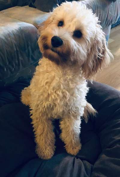 Zeigt her eure Pudel und Pudelmischlinge (:-Beitrag-Bild