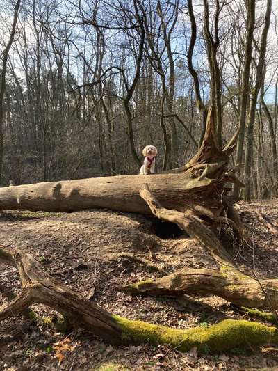 Wald Bild-Beitrag-Bild