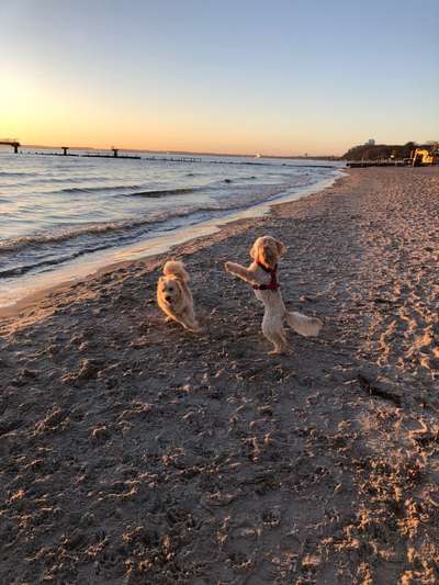 FOTO CHALLENGE 77 - Dein Hund im Spiel-Beitrag-Bild