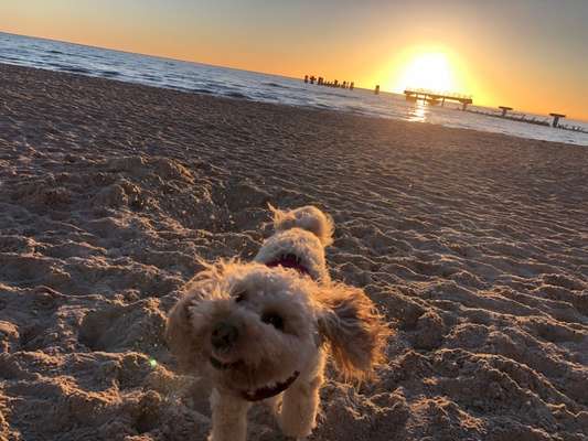 Dogorama Photo Challenge - Tierischer Urlaub-Beitrag-Bild