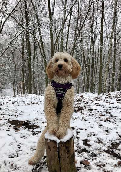 Alles rund um den Pudel-Beitrag-Bild