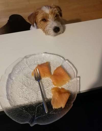 31. Handy - Fotochallenge
Vierbeiner mit am Tisch-Beitrag-Bild