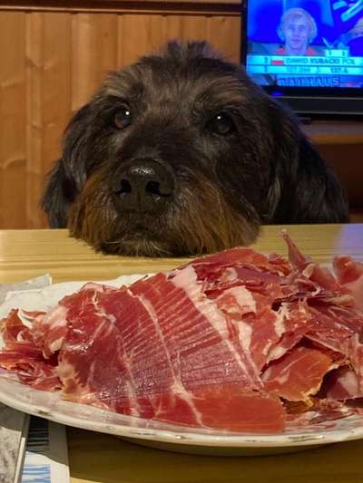 31. Handy - Fotochallenge
Vierbeiner mit am Tisch-Beitrag-Bild