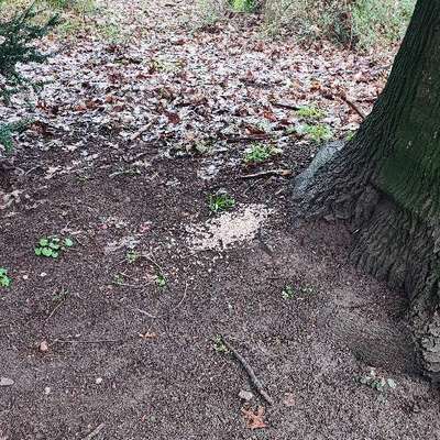 Giftköder-Schneckenkorn oder Düngemittel am Baum-Bild