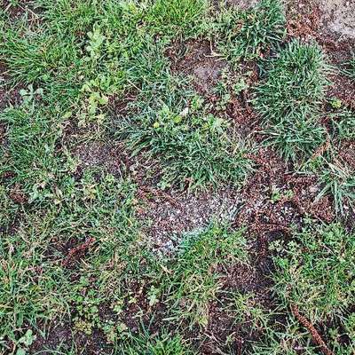 Giftköder-Dünger an Grünstellen-Bild