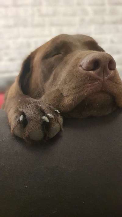 Welpen Bilder !-Beitrag-Bild