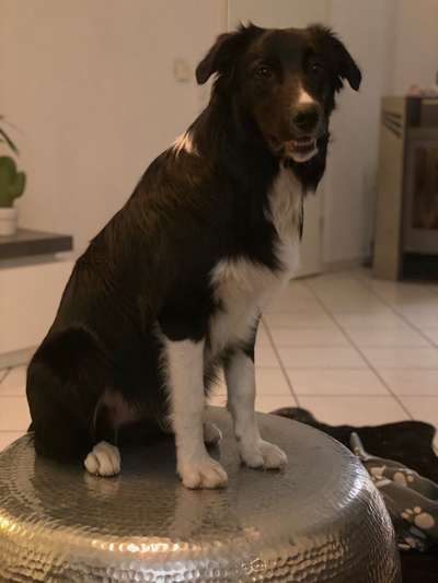 Wie heißt dein Hund?-Beitrag-Bild