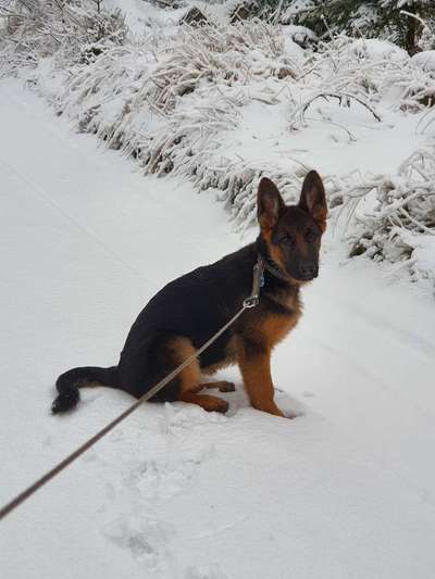 Schäferhund-Fans?-Beitrag-Bild