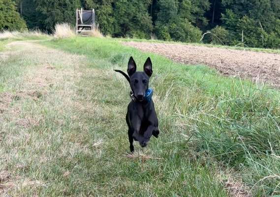 Hundetreffen-Windspiel Spaziergang in Region Hannover-Bild