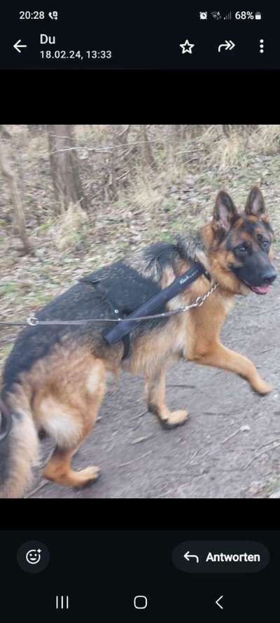 Alternative zum Halskragen nach OP. Body…-Beitrag-Bild