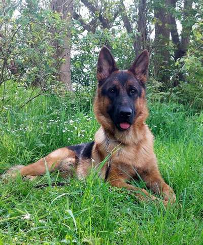 Alles rund um den Schäferhund, diskutieren erwünscht.-Beitrag-Bild