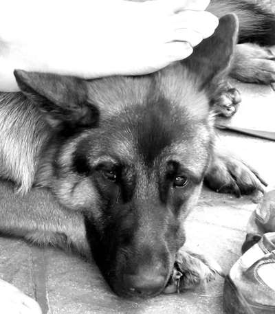 Hunde Porträt (Portrait) Galerie....-Beitrag-Bild