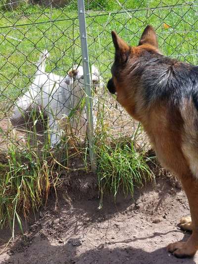 Analyse & Interpretation von Verhalten-Beitrag-Bild