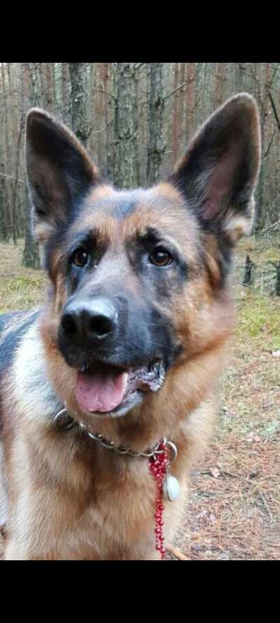 Unsere Fellnasen im Regenbogenland-Beitrag-Bild