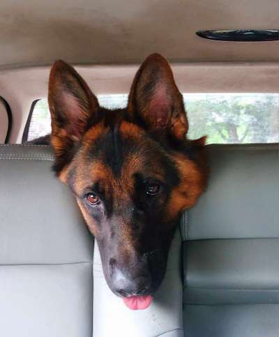 Foto Challenge Thema "Hunde im Auto"-Beitrag-Bild