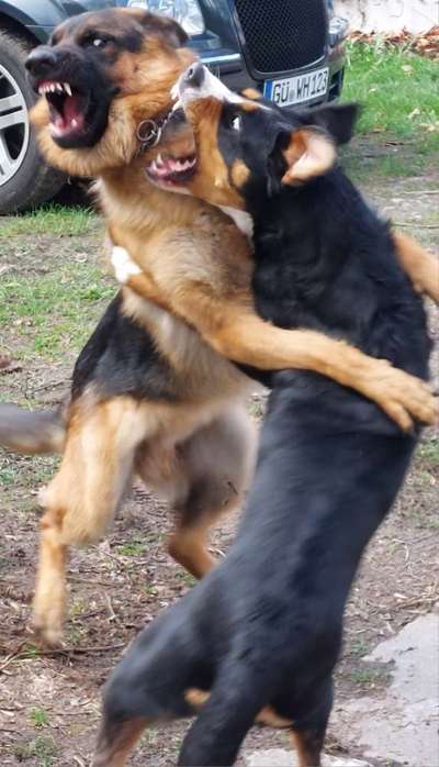 Fotowettbewerb : Hundekommunikation-Beitrag-Bild